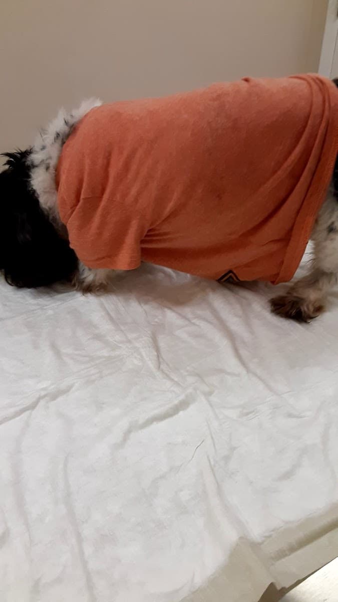 Athens Regional Veterinary Services photo 5