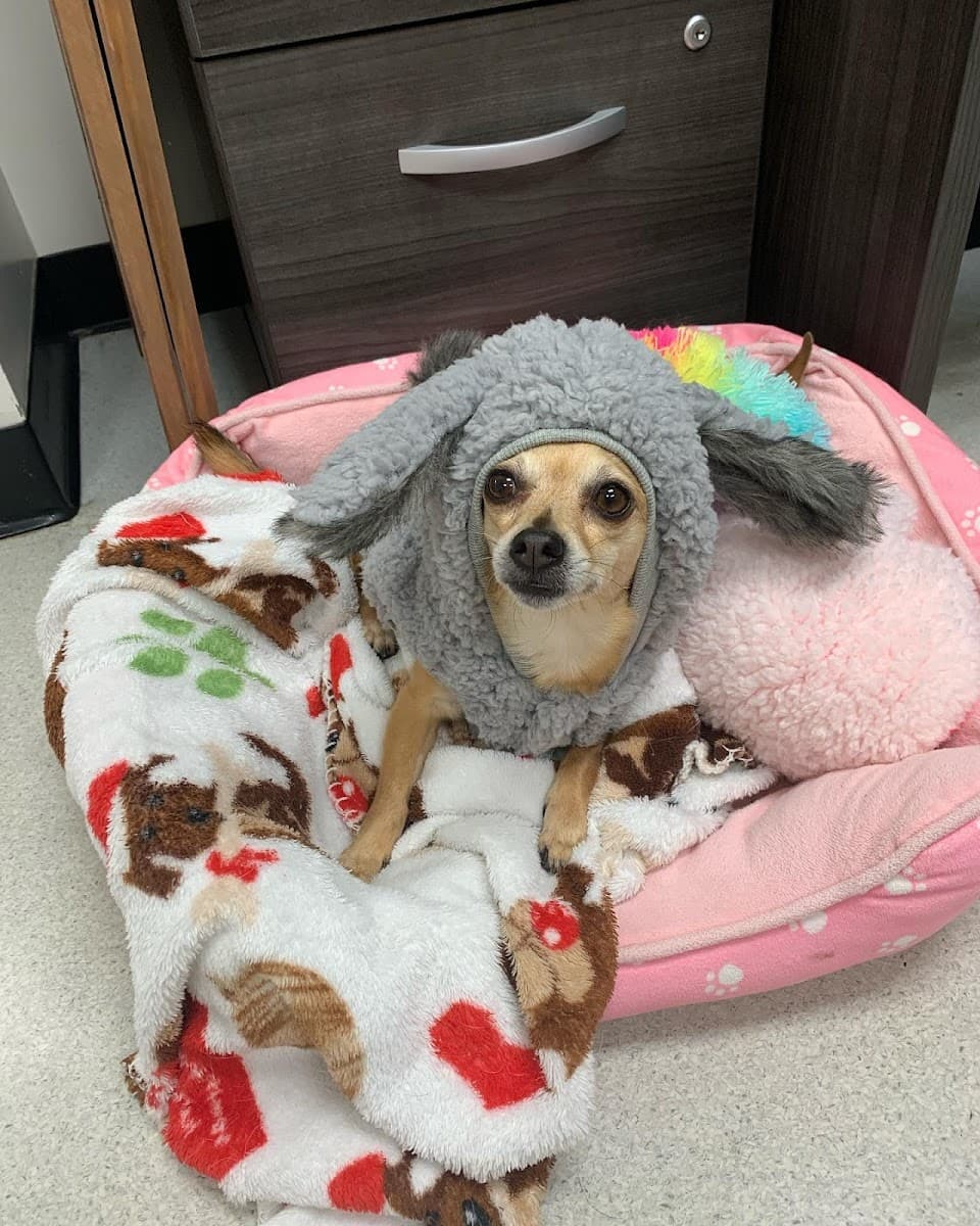 Firehall 4 Animal Hospital photo 2