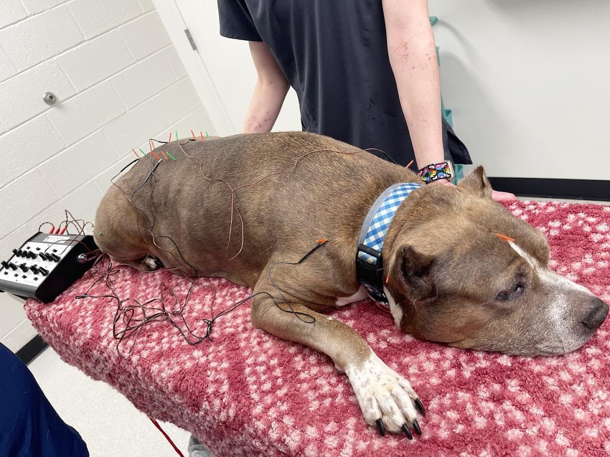 Firehall 4 Animal Hospital photo 4