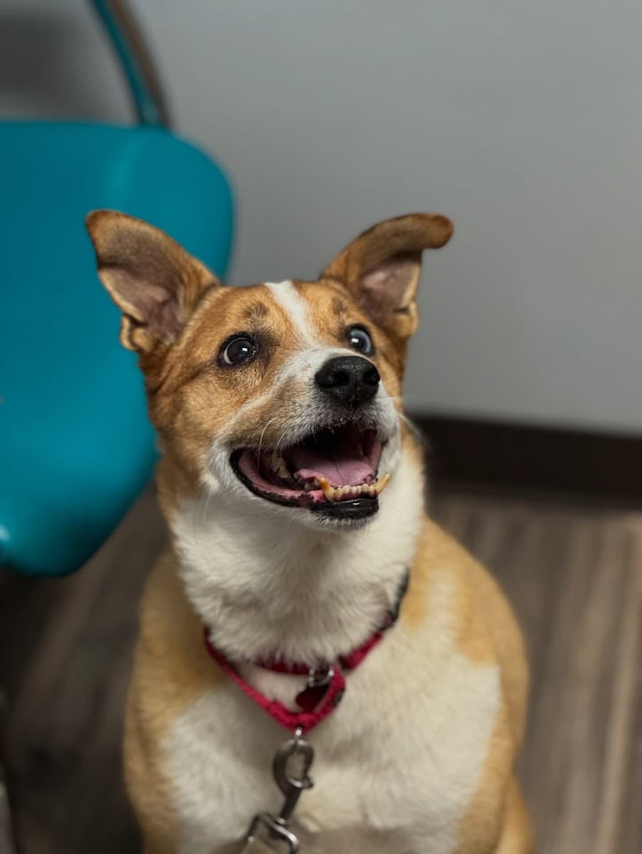 Firehall 4 Animal Hospital photo 5