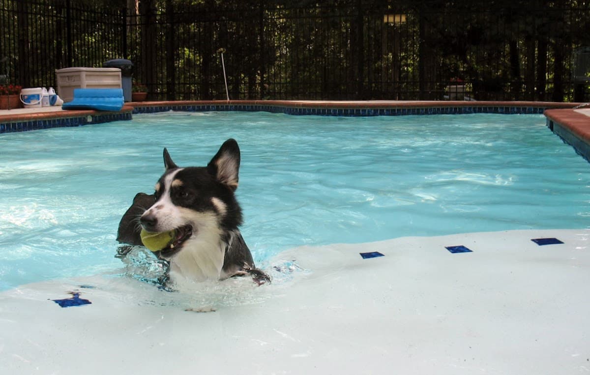 Four Seasons Pet Resort photo 2