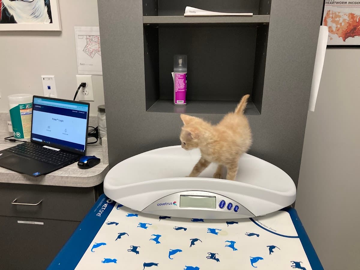 Gaines Shoal Animal Clinic in Eastside Athens, Athens, GA