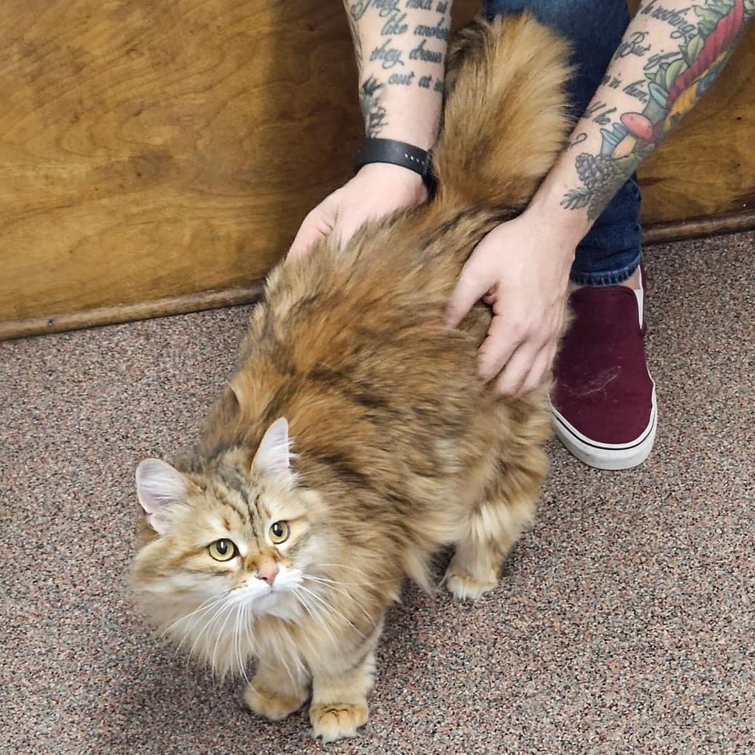 Gaines Shoal Animal Clinic photo 4