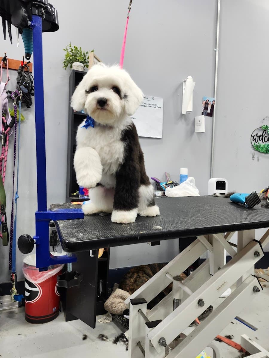 Gameday Grooming photo 3