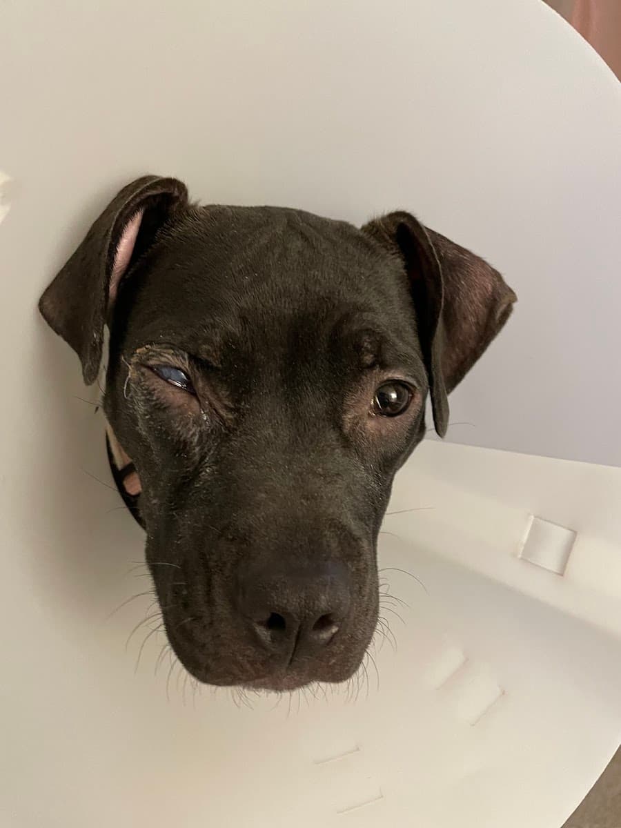 Mars Hill Animal Hospital photo 4