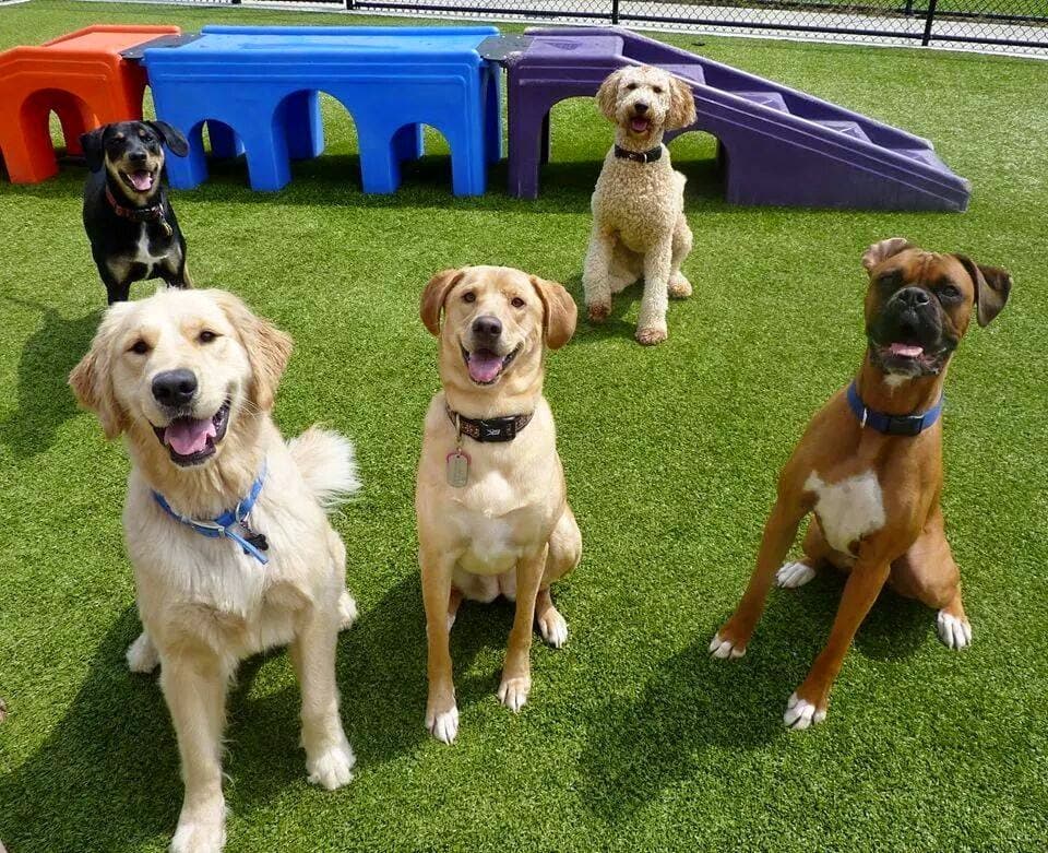 Pawtropolis East Athens in Downtown Athens, Athens, GA