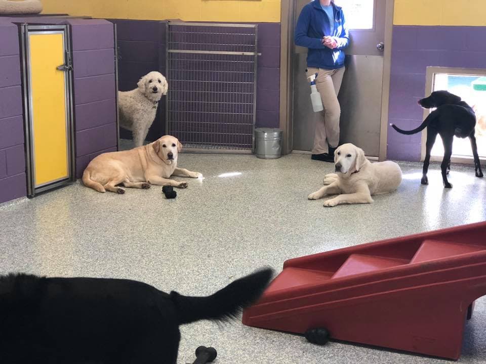 Pawtropolis East Athens photo 4