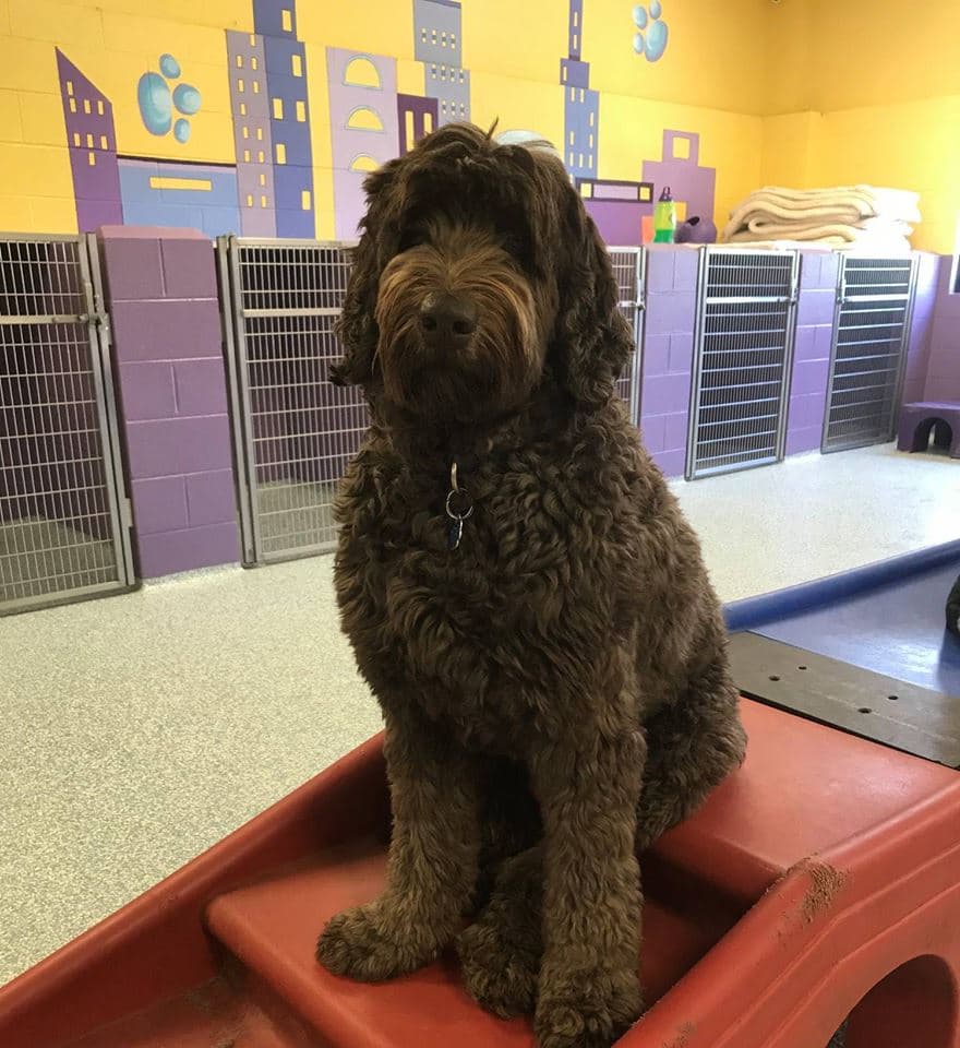 Pawtropolis West Athens photo 4