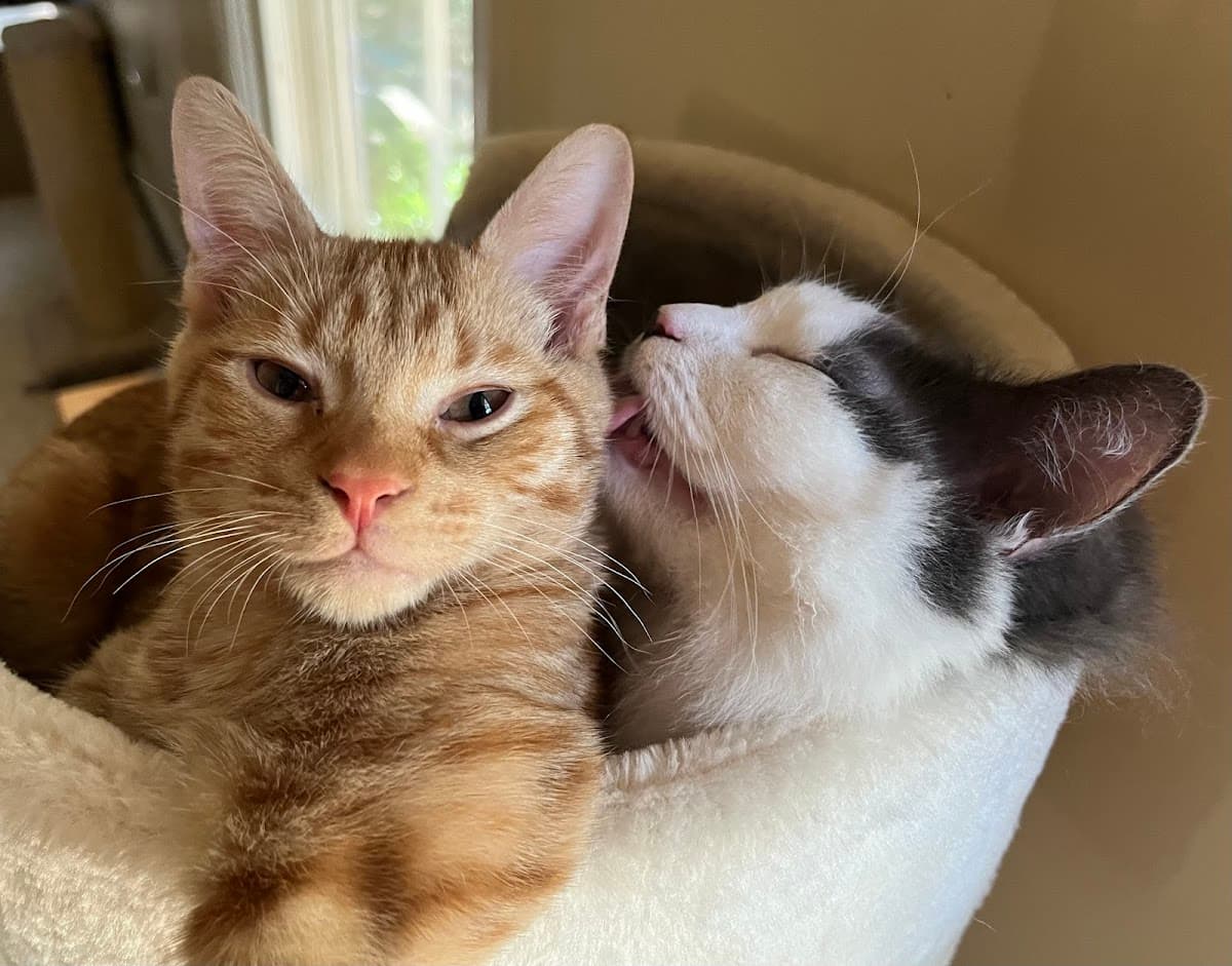 South Athens Animal Clinic photo 4