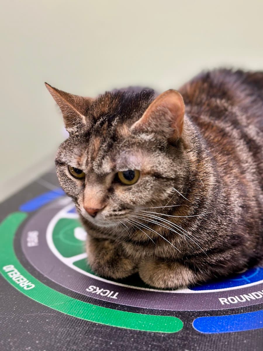 Winterville Animal Clinic photo 4