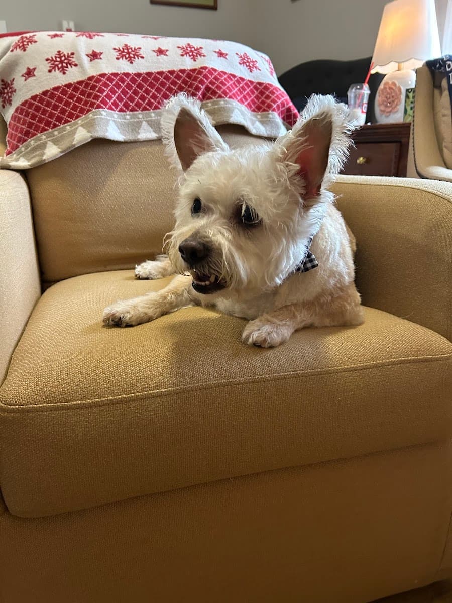 Woof Gang Bakery & Grooming Watkinsville photo 2