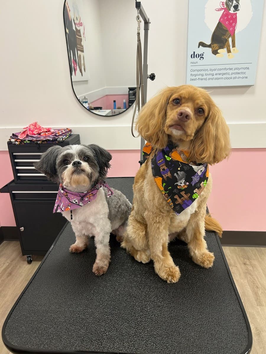 Woof Gang Bakery & Grooming Watkinsville photo 3