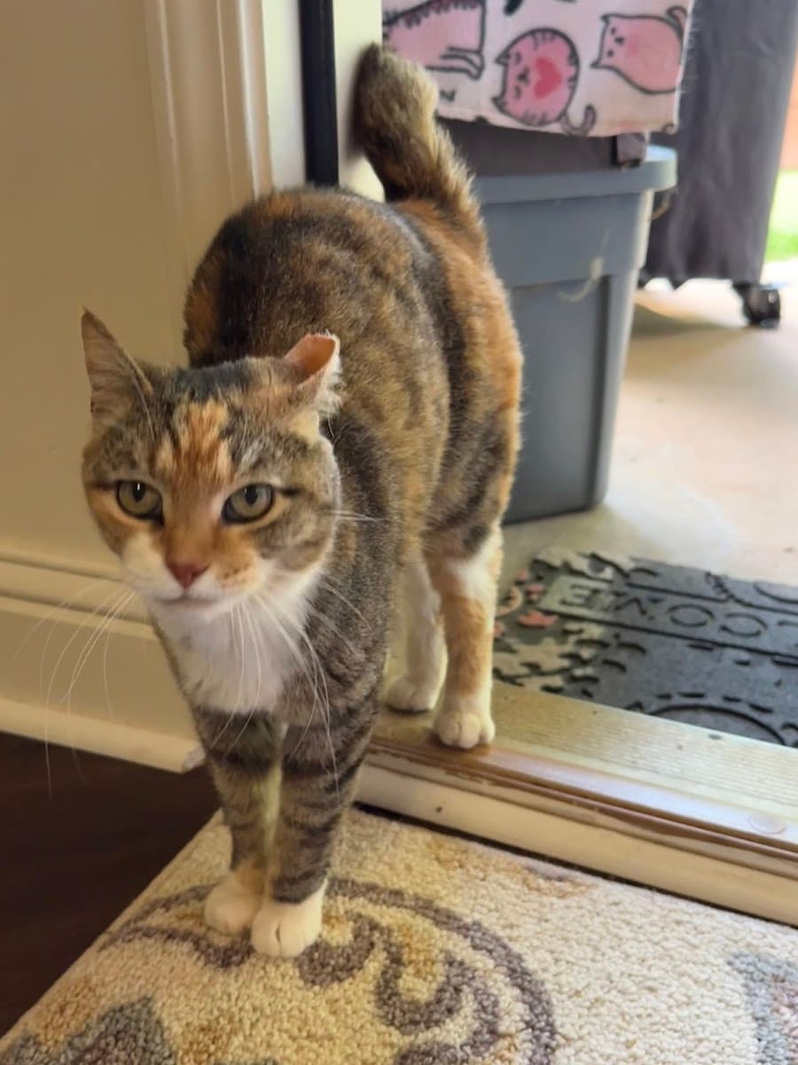 Athens Animal Hospital in Normaltown, Athens, GA