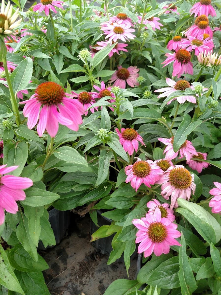 Classic City Flowers and Nursery - Services in Athens, GA