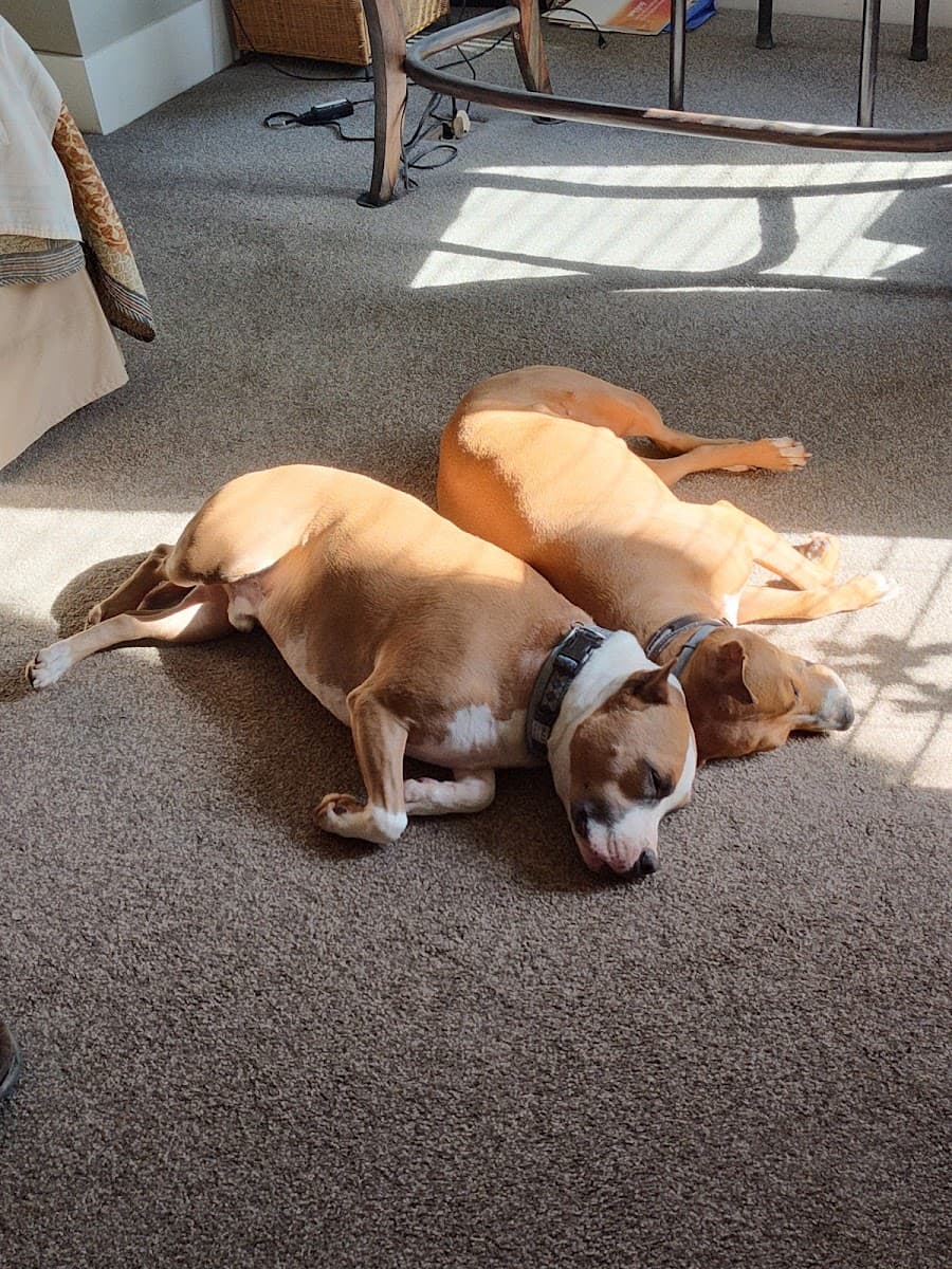 Four Seasons Pet Resort - Services in Athens, GA