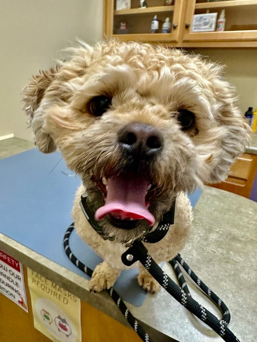 Good Hands Veterinary Hospital photo 4