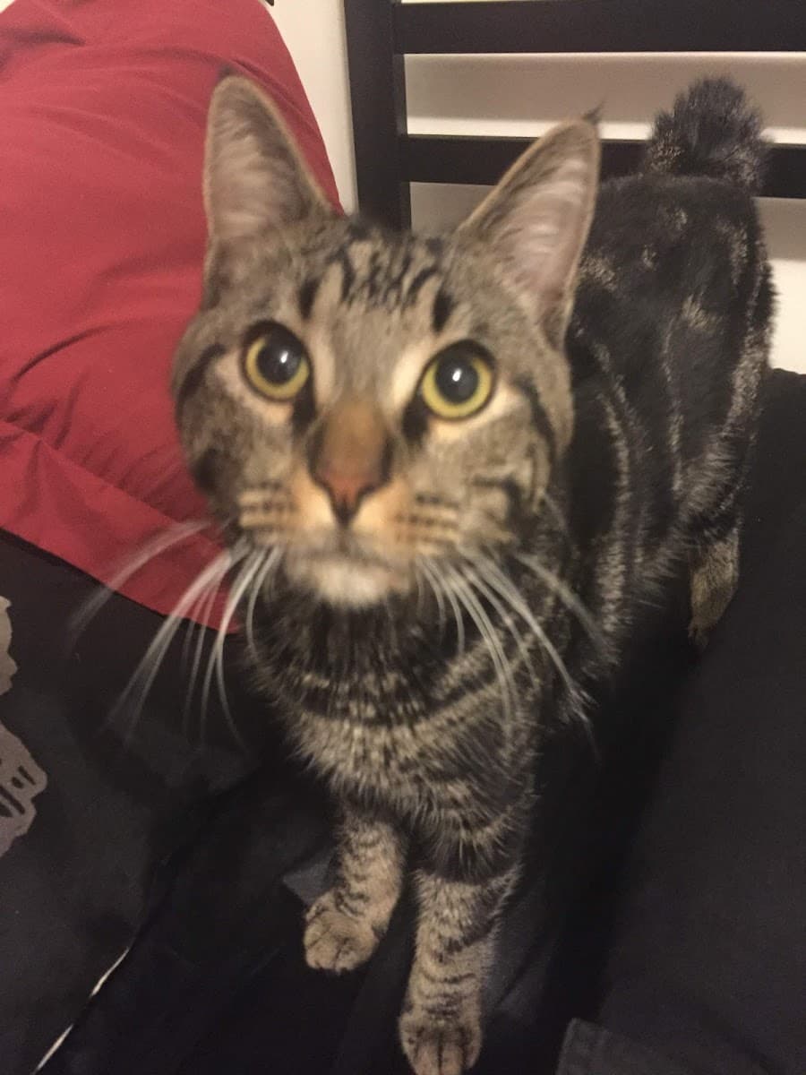 Hawthorne Animal Hospital photo 3