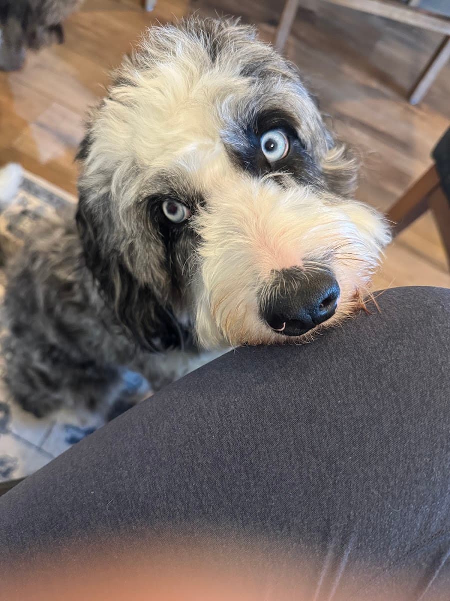 Mutty Paws, Bogart GA photo 4