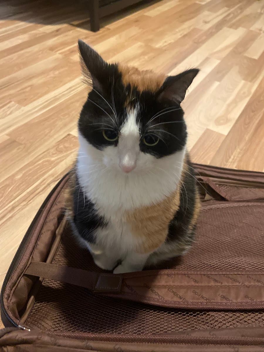 North Oconee Animal Hospital photo 3