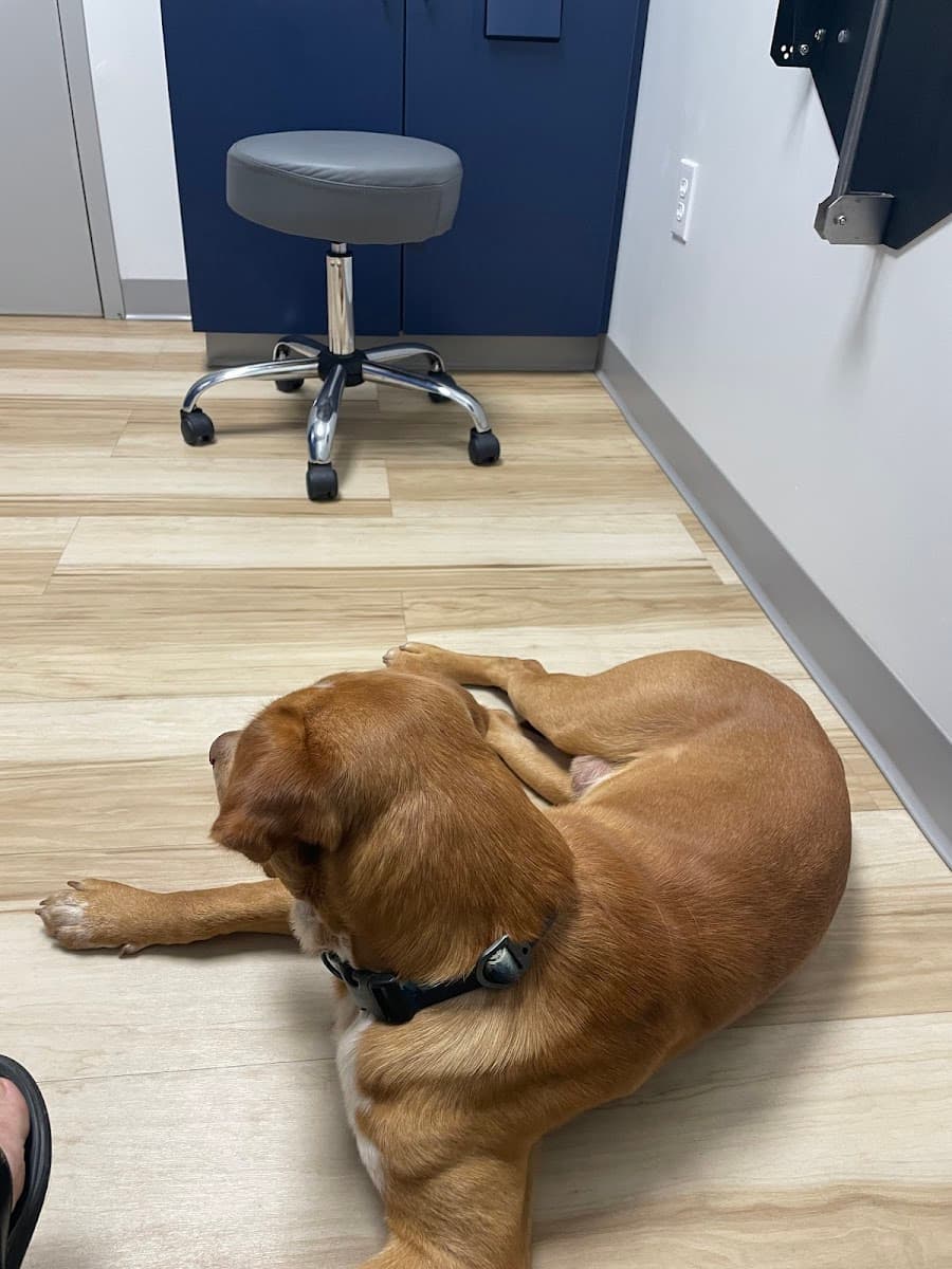 Oak Grove Animal Clinic photo 2