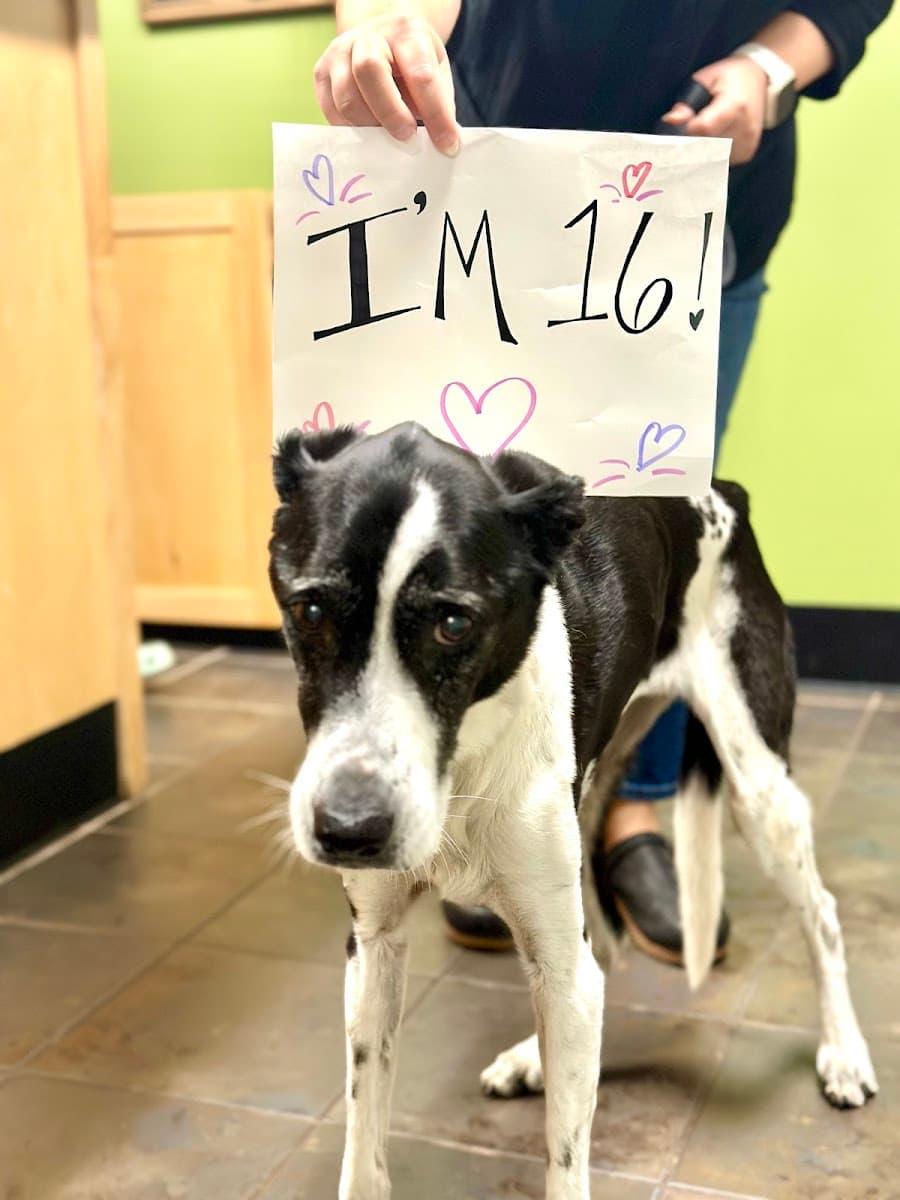 Oconee Veterinary Hospital photo 5