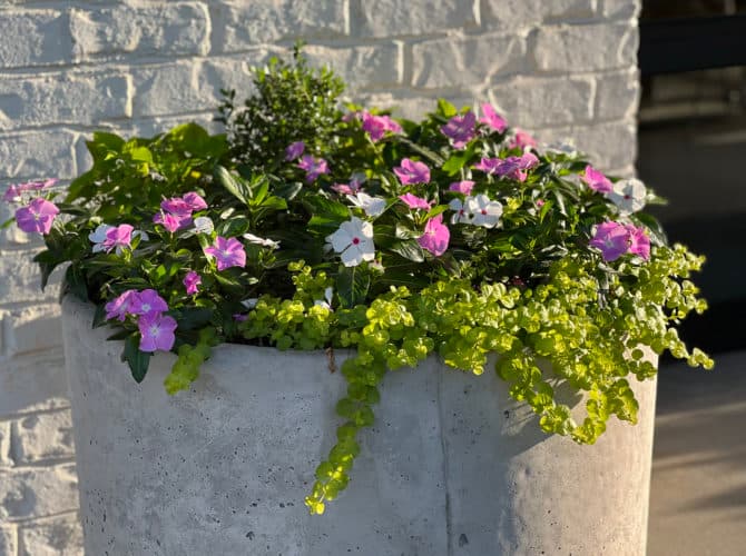 Precision Landscape Management - Services in Athens, GA