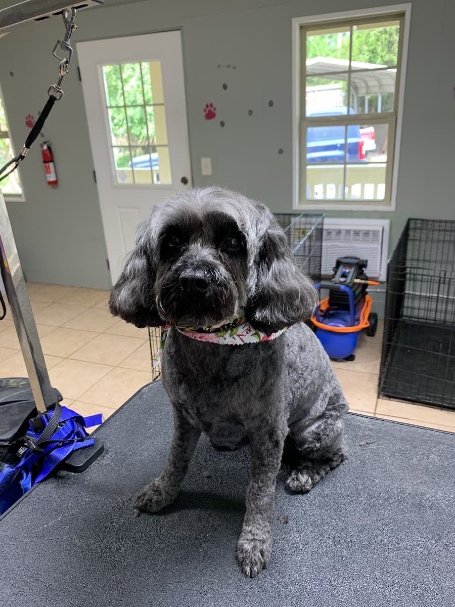 Pristine Pup South photo 4