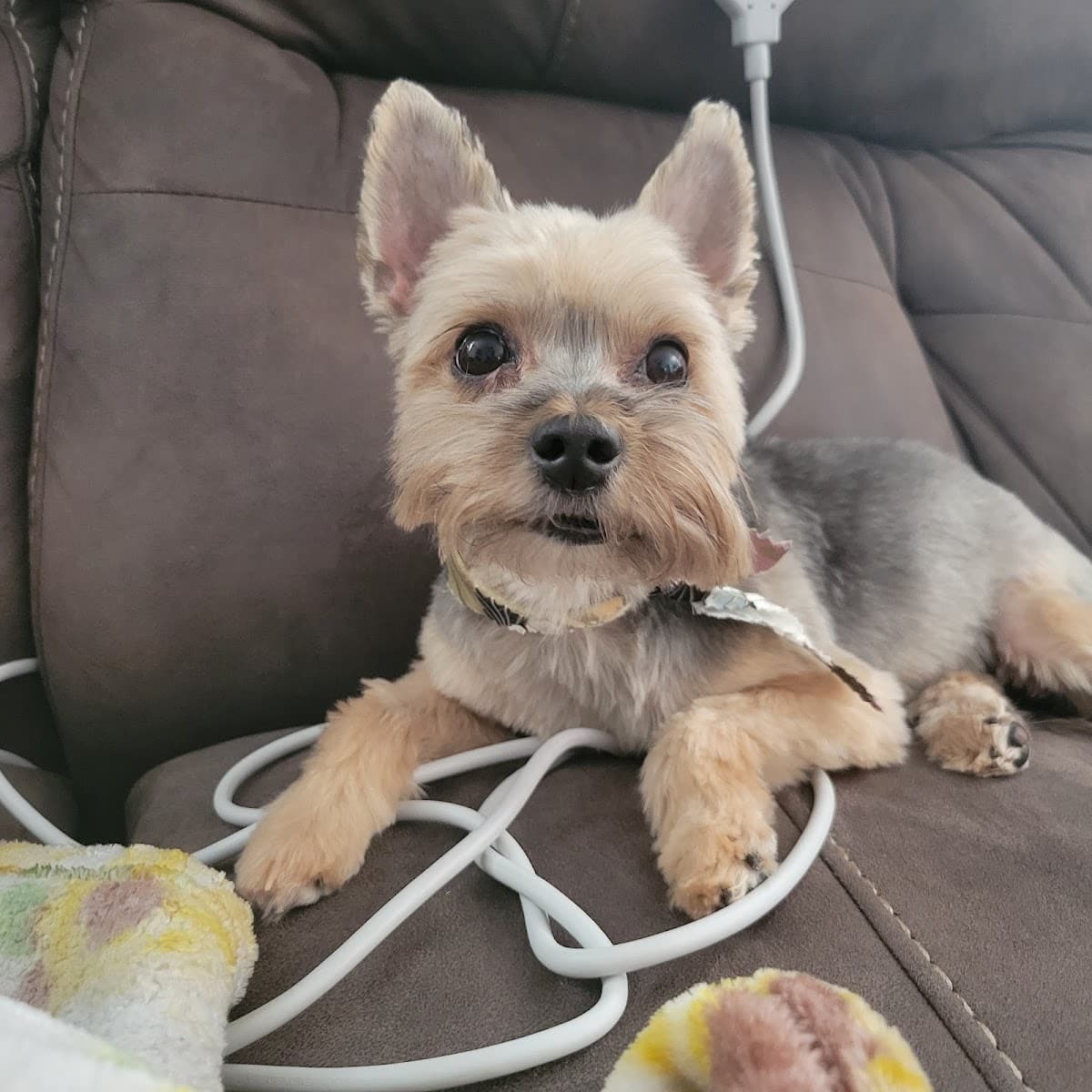 The Dawg House Boarding Daycare Grooming photo 4