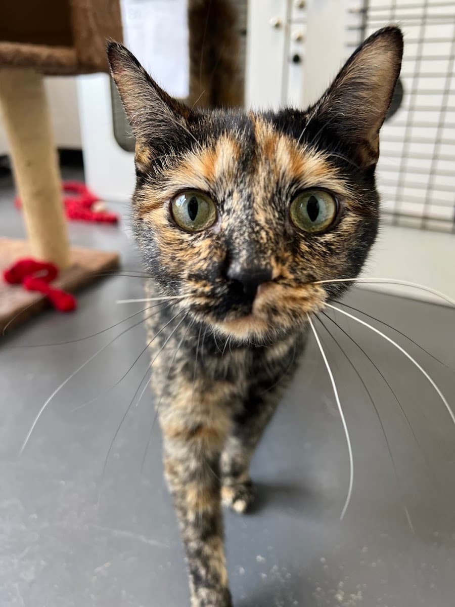 The Dawg House Boarding Daycare Grooming photo 5