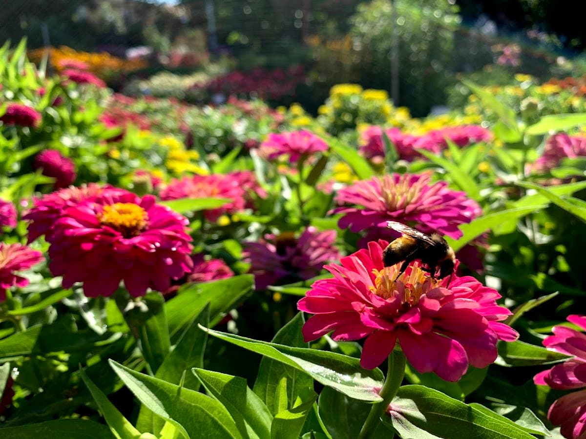 Trial Gardens photo 4