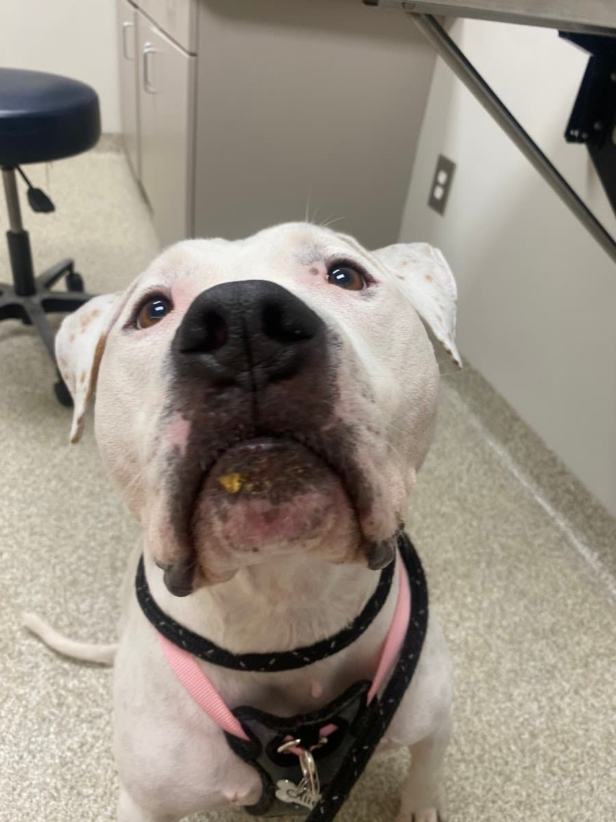 UGA Pet Health Center photo 4