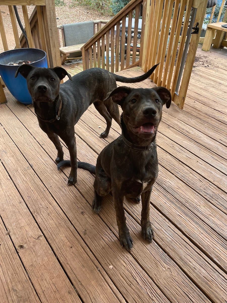 Wags n' Whiskers - In-Home Petsitting photo 3