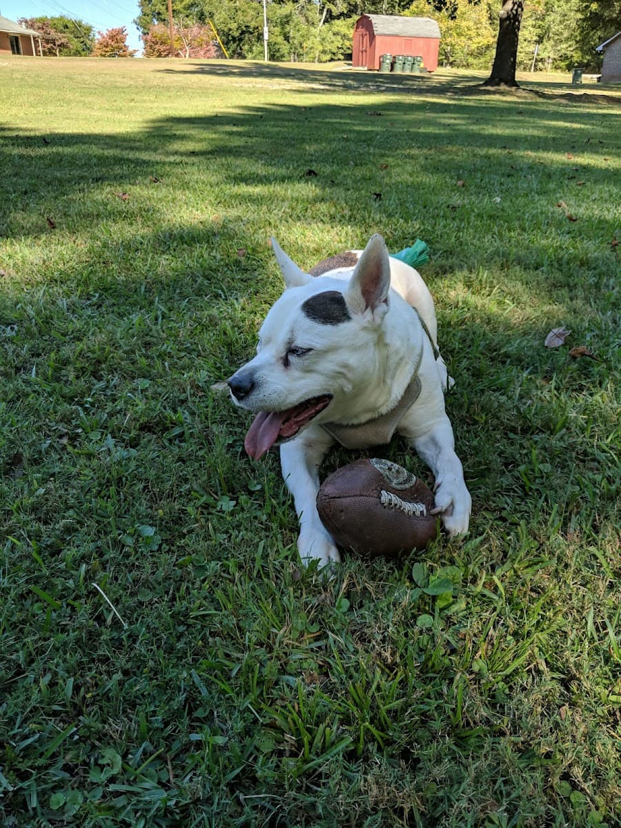 Wags n' Whiskers - In-Home Petsitting photo 5
