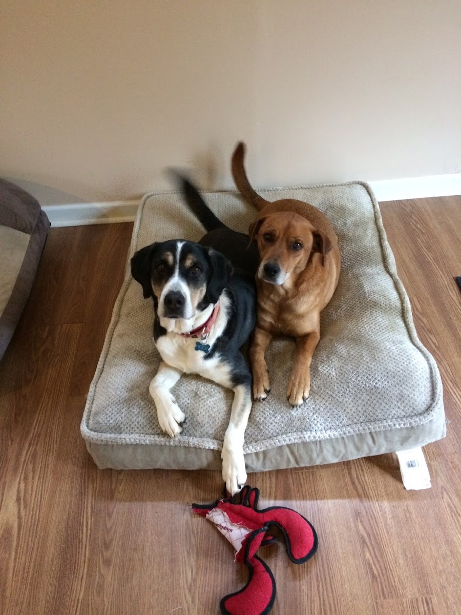 Animal Wellness Center of Athens - Best Veterinarians in Athens, GA