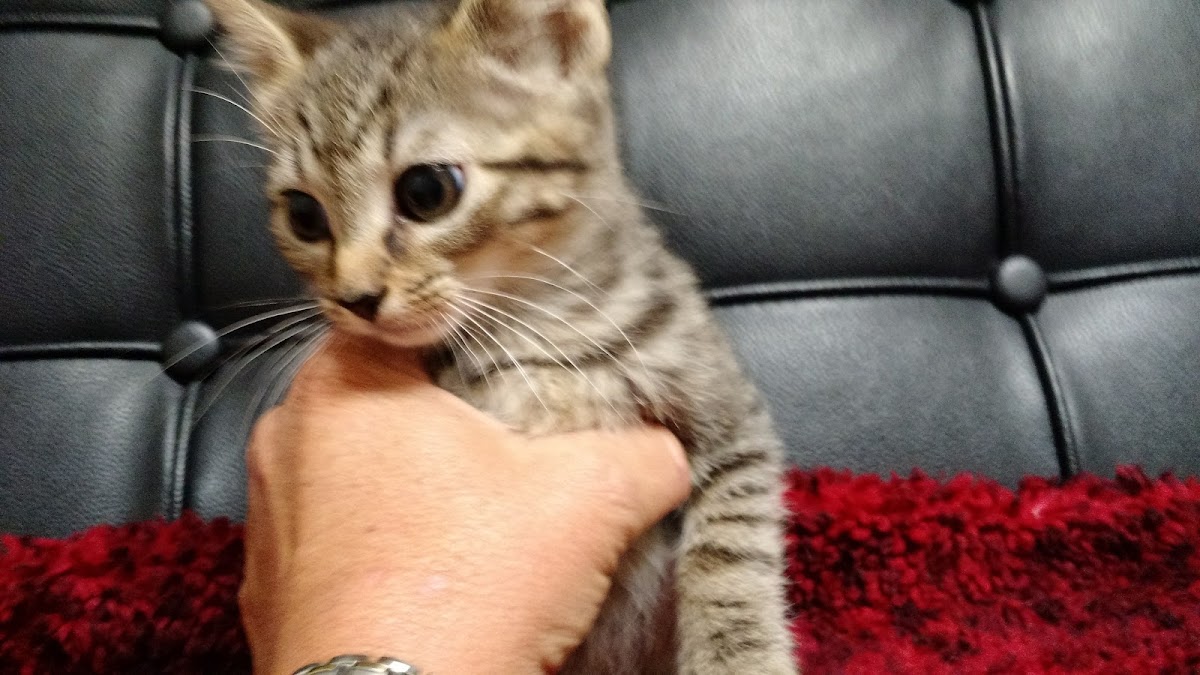 Animal Wellness Center of Athens photo 2