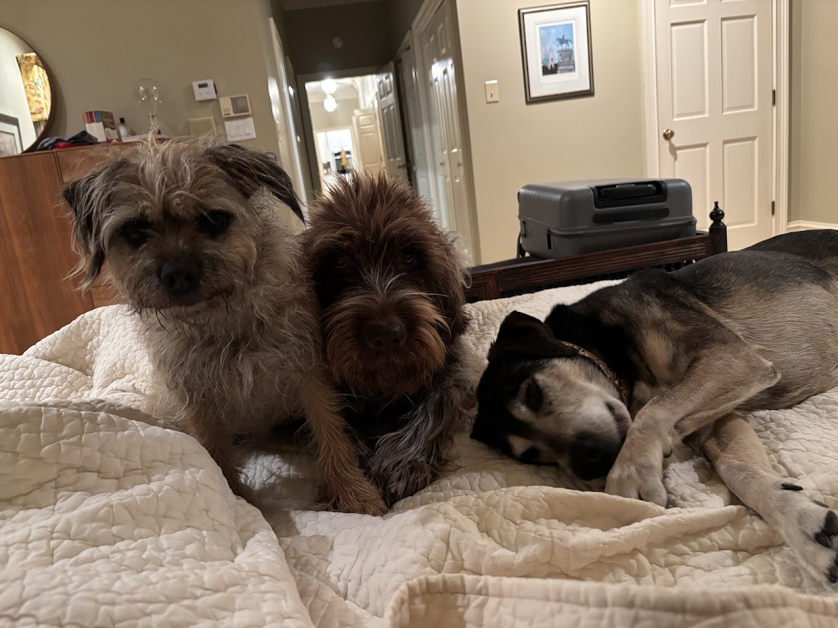 Athens Animal Hospital photo 5