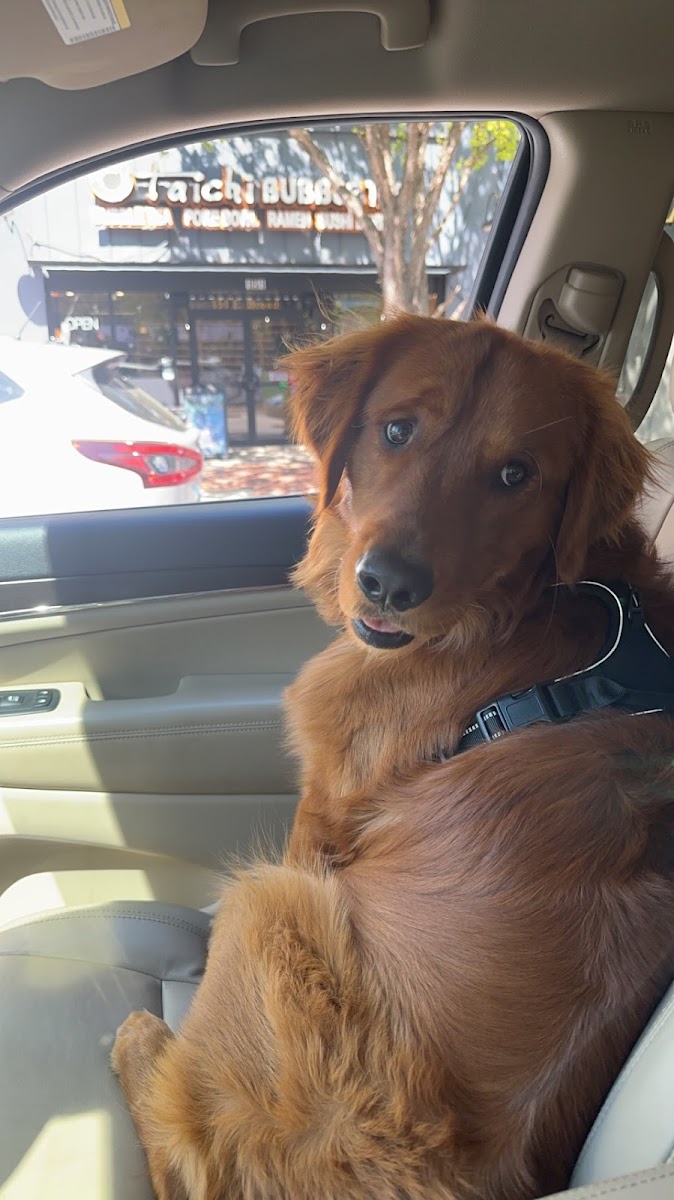 Athens Animal Medical Clinic photo 3