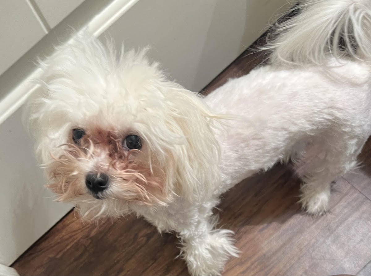 Bark Dog Spa & Boutique photo 3