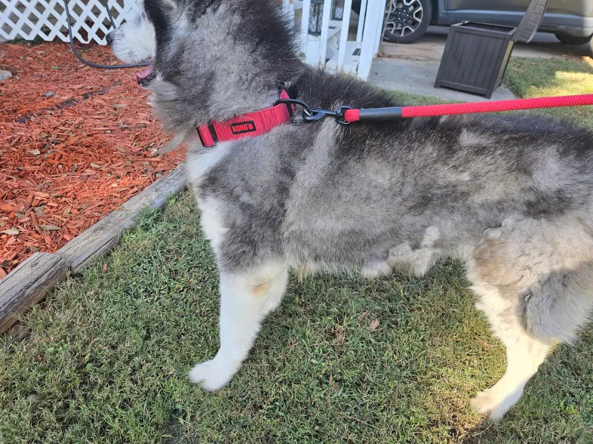Bark Dog Spa & Boutique photo 4