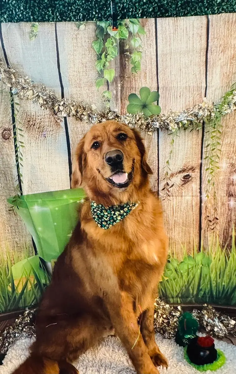 Bark Dog Spa & Boutique photo 5