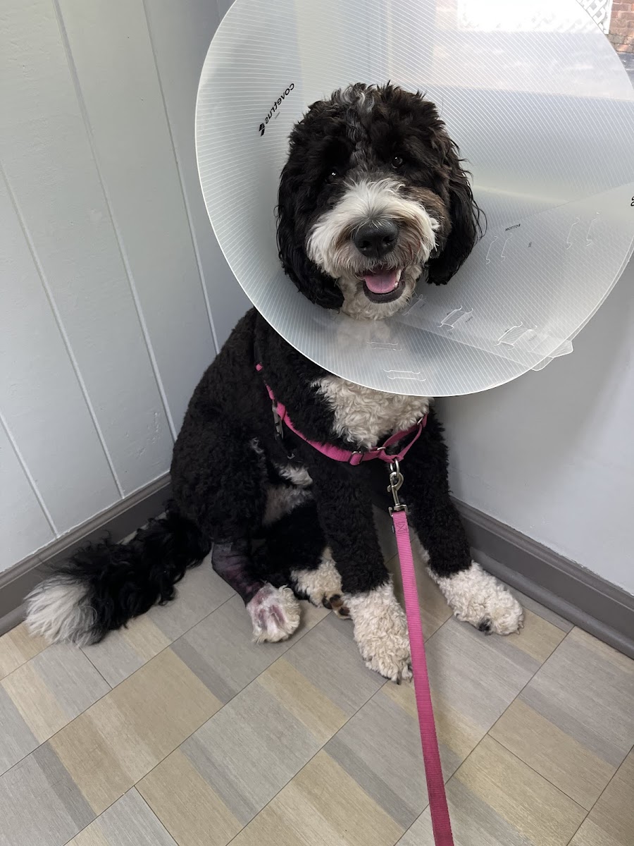 Boulevard Animal Hospital photo 3