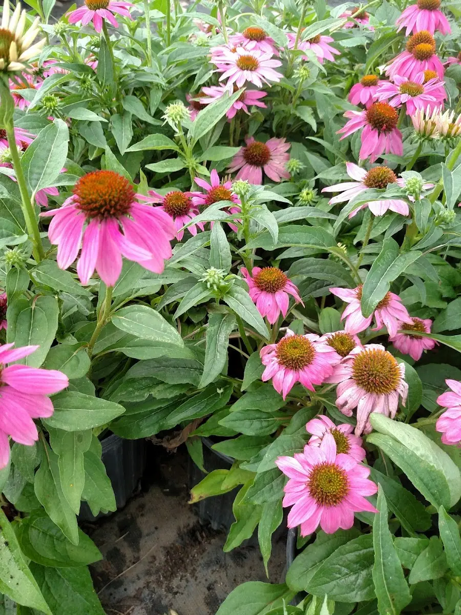 Classic City Flowers and Nursery - Services in Athens, GA