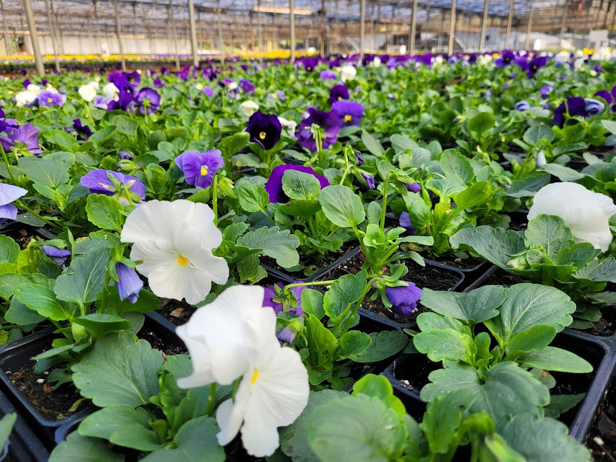 Classic City Flowers and Nursery photo 2