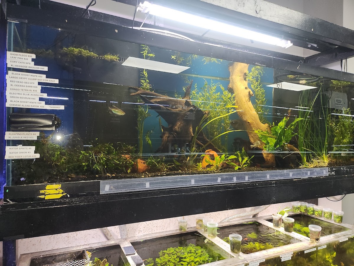 Fish Gallery - Athens photo 2