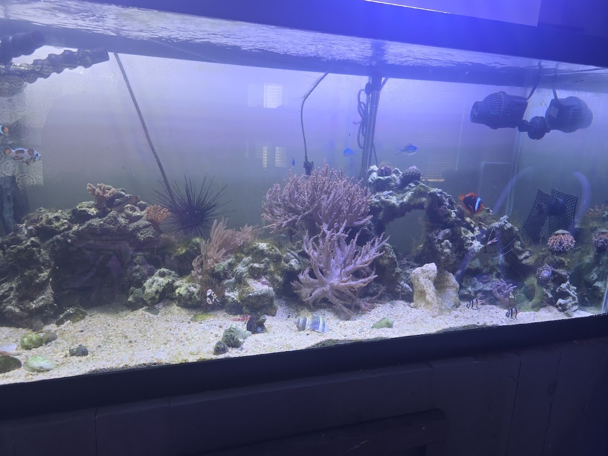 Fish Gallery - Athens photo 3