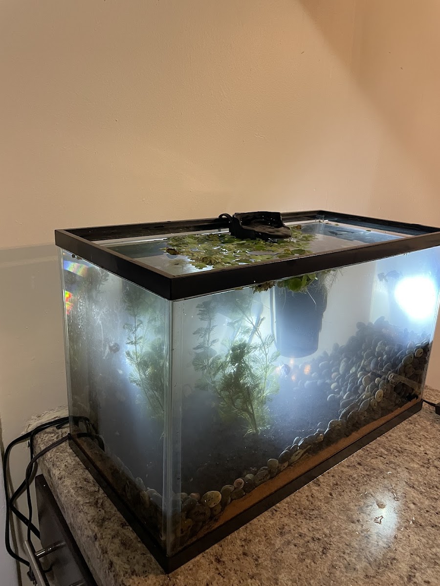 Fish Gallery - Athens photo 4