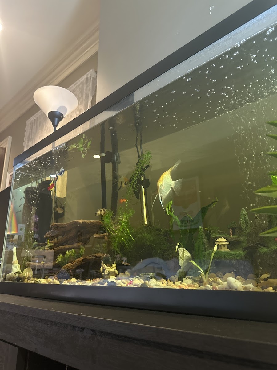 Fish Gallery - Athens photo 5