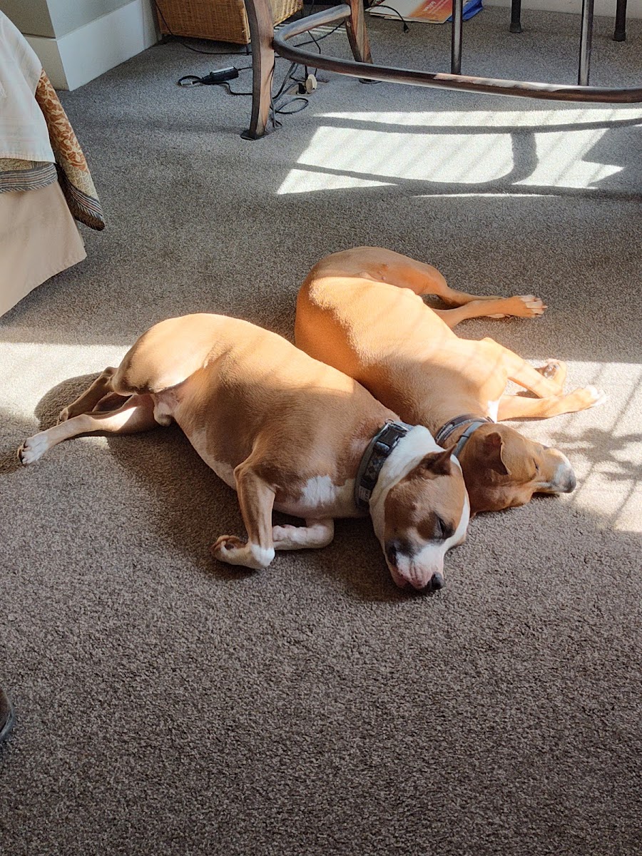 Four Seasons Pet Resort - Services in Athens, GA