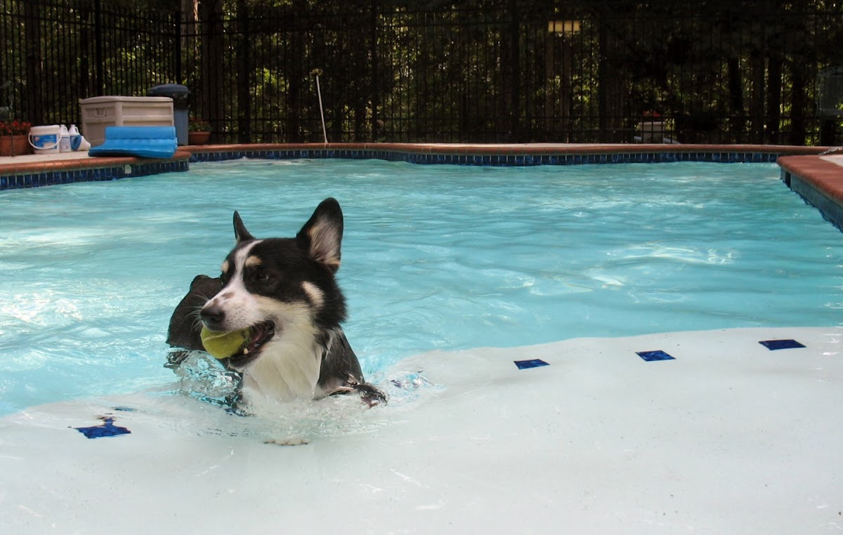 Four Seasons Pet Resort photo 2