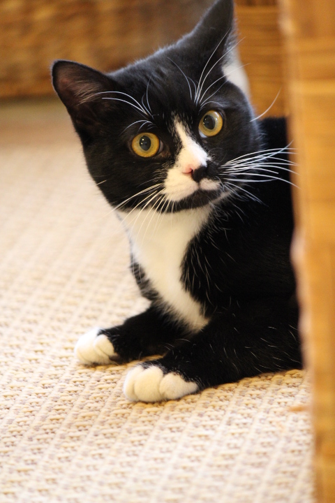 Four Seasons Pet Resort photo 5